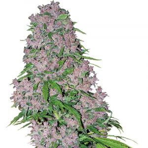 Purple Bud feminizada White Label